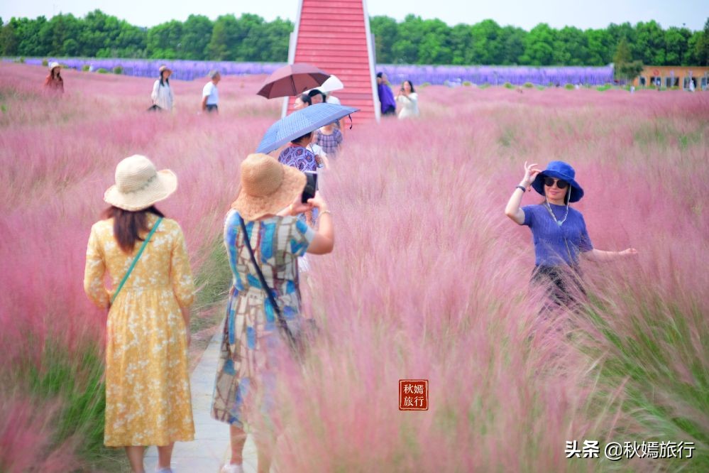 常熟粉黛花海景点,常熟市油菜花田