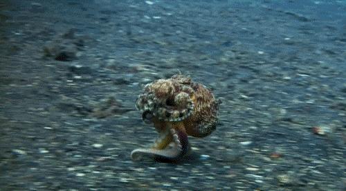 章鱼来自外星的生物,章鱼被认为外星物种