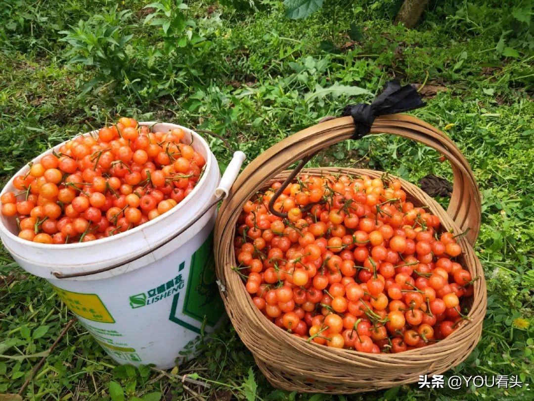 成都市恩桃儿,恩桃成都