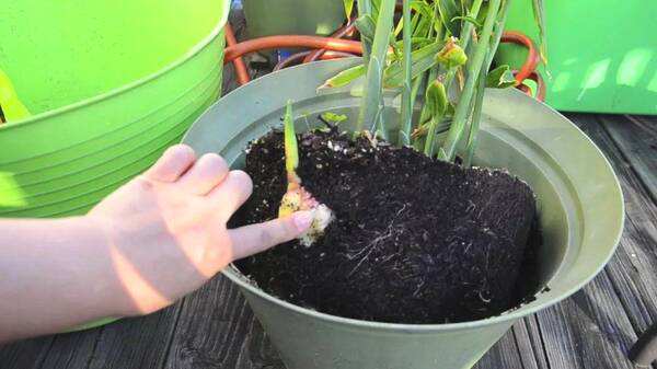 盆栽生姜的种植方法和时间,盆栽生姜的种植时间和方法