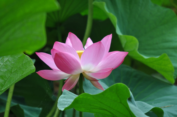 翡翠湖翠湖,昆明春城翠湖