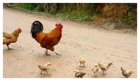 黄鼠狼是怎么打过来的,黄鼠狼为什么不敢打死呢