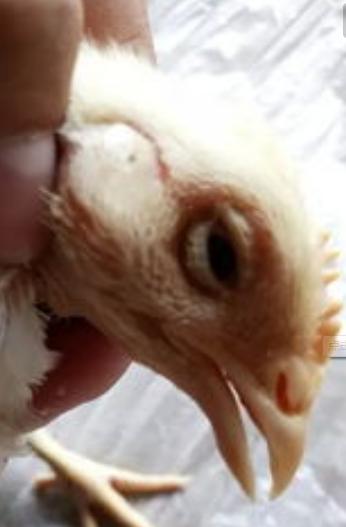 养殖场支原体怎么才能彻底根除,支原体防治原则