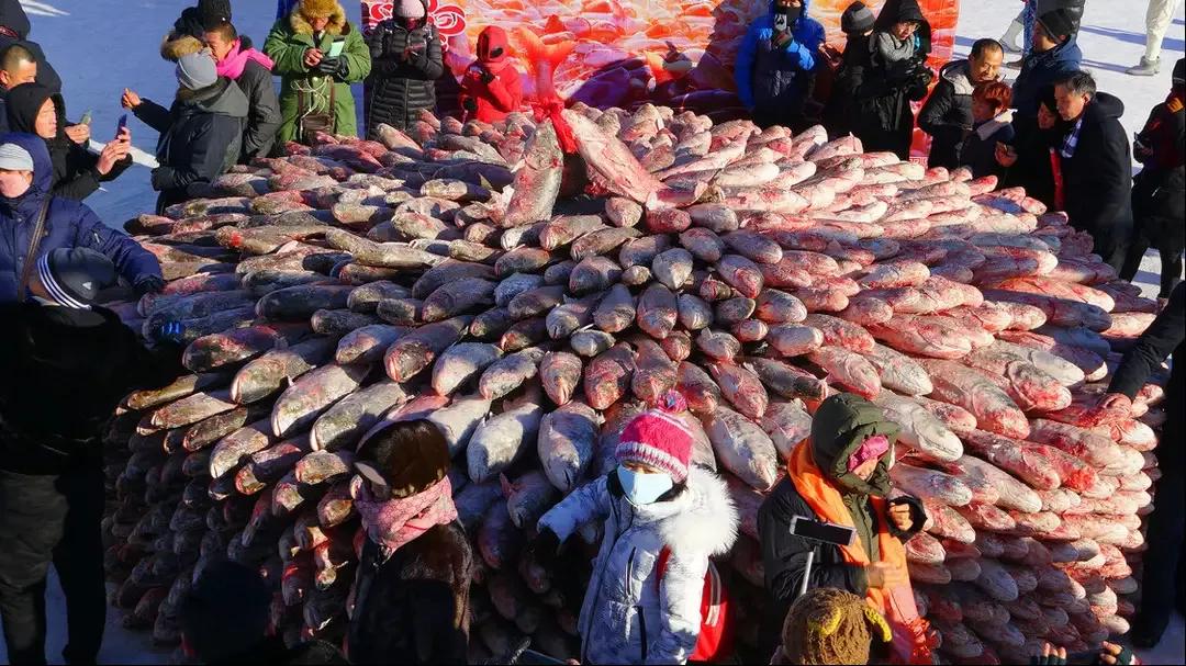 2016年360万天价鱼,头鱼为什么拍出近300万天价