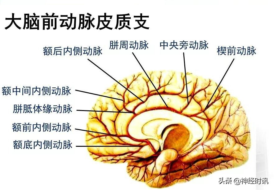 脑动脉解剖学讲解,基底节区脑血管解剖