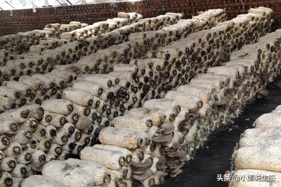 美如画的农场,美如画的生态园