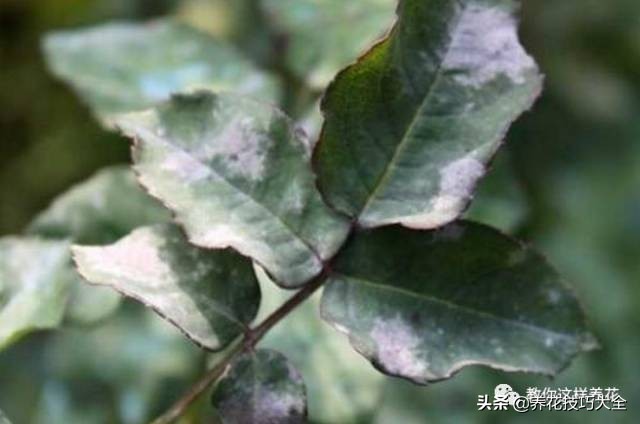 养花必备四种调料,养花最好的4种料