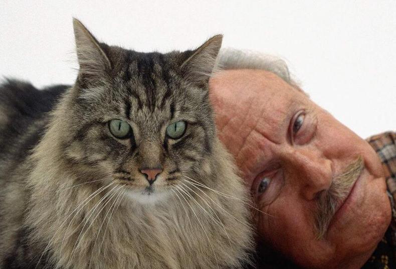 猫咪有几种特征说明它被你养熟了 (猫咪有四种行为就说明你养得很好)