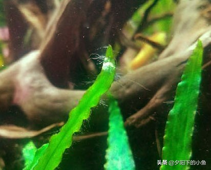 水草缸里有黑藻怎么办,水草缸有霉味道该怎么办