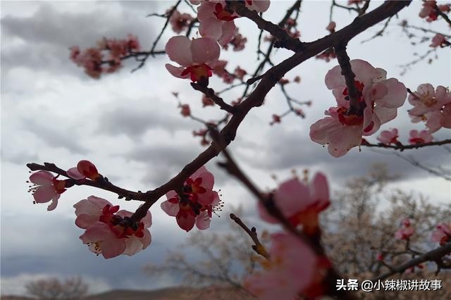 朵迪讲故事,故事朵拉