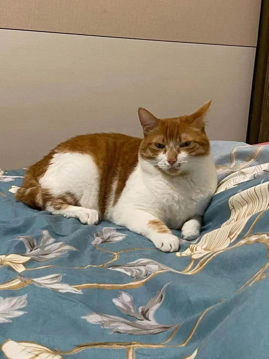 从小养的橘猫还会有野性吗,养橘猫的都是什么人