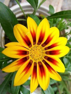 春夏秋冬都可以开的菊花,夏天适合的菊花