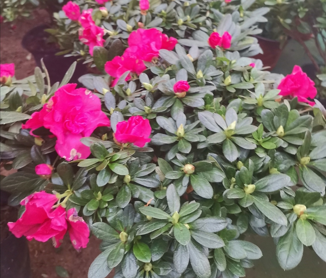 杜鹃怎么养护喜不喜欢太阳,怎样才能让杜鹃多开花