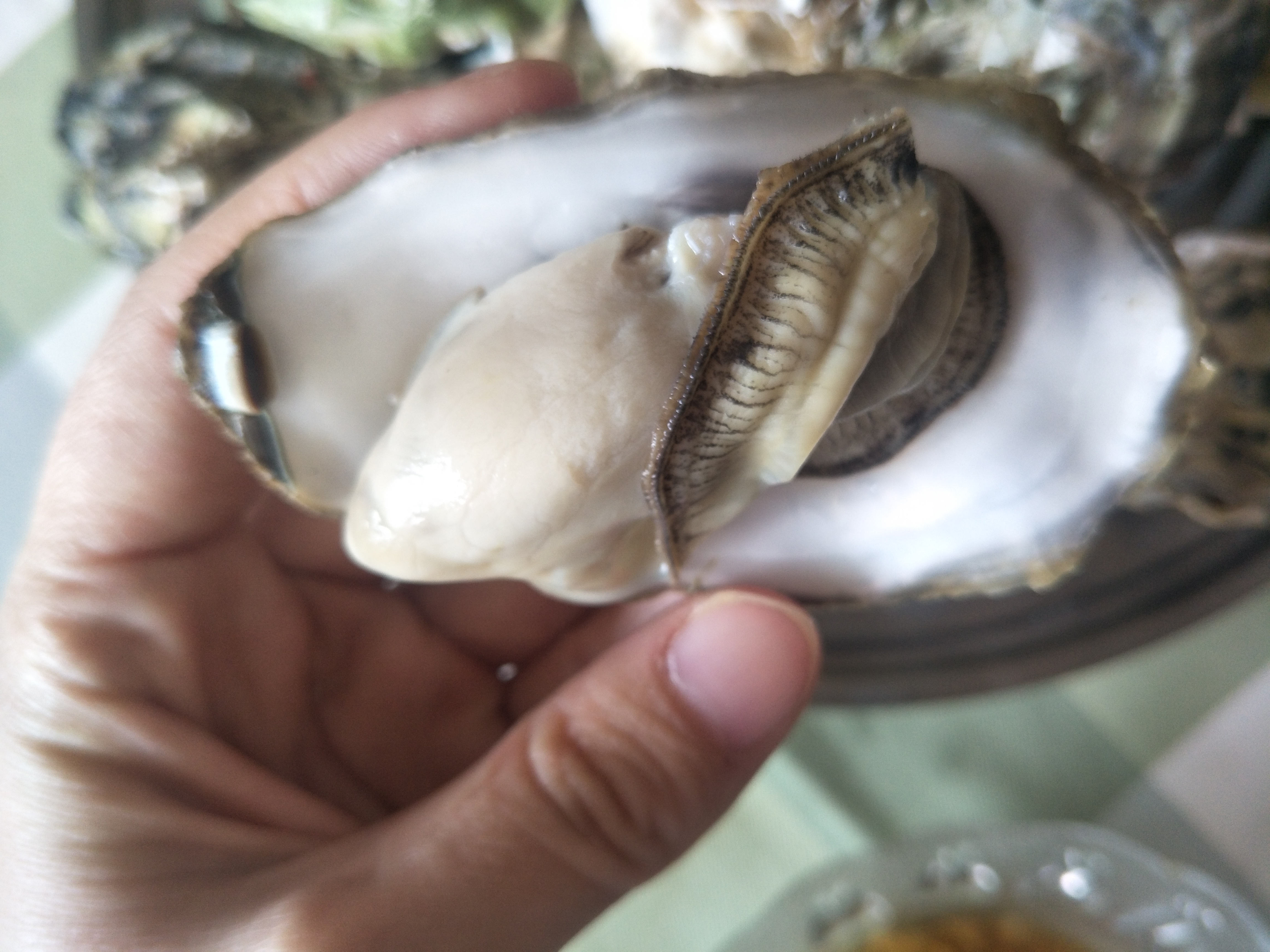 蒸生蚝冷水下锅还是热水,蒸生蚝和扇贝用冷水还是开水