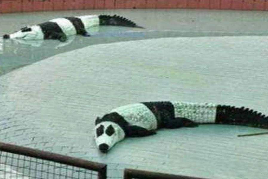 租借到国外的大熊猫过得怎么样,租借国外大熊猫如何选择熊猫