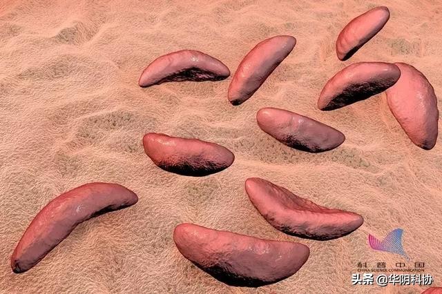 怀孕期间能够养宠物猫狗吗,怀孕养猫狗对宝宝有影响吗