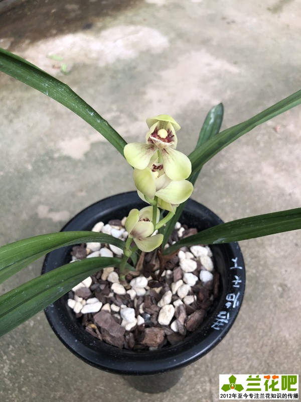 兰花上盆注意事项有哪些,兰花护盆草选择