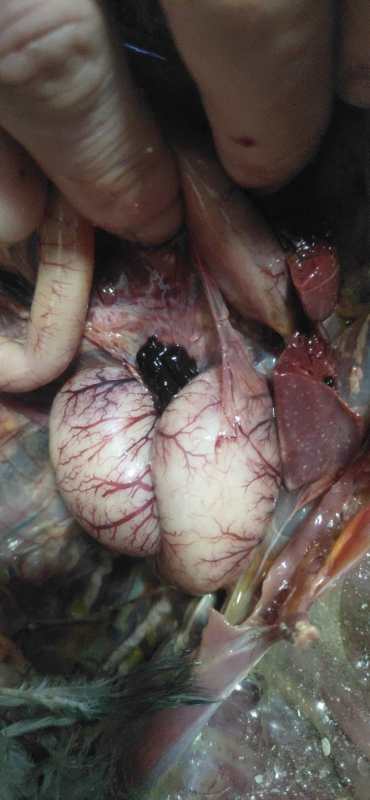 家禽疫病监测方案有哪些,家禽消毒杀菌用什么药