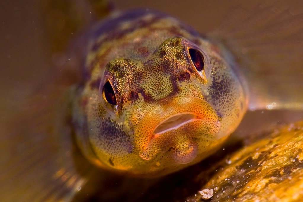 已经有很多人开始吸这种鱼，你却还没有正眼看过它