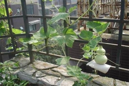 文玩葫芦的种植和管理,亚亚葫芦种植管理技术
