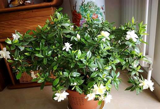 养栀子花用什么样的酸水,栀子花酸水过多会怎么样