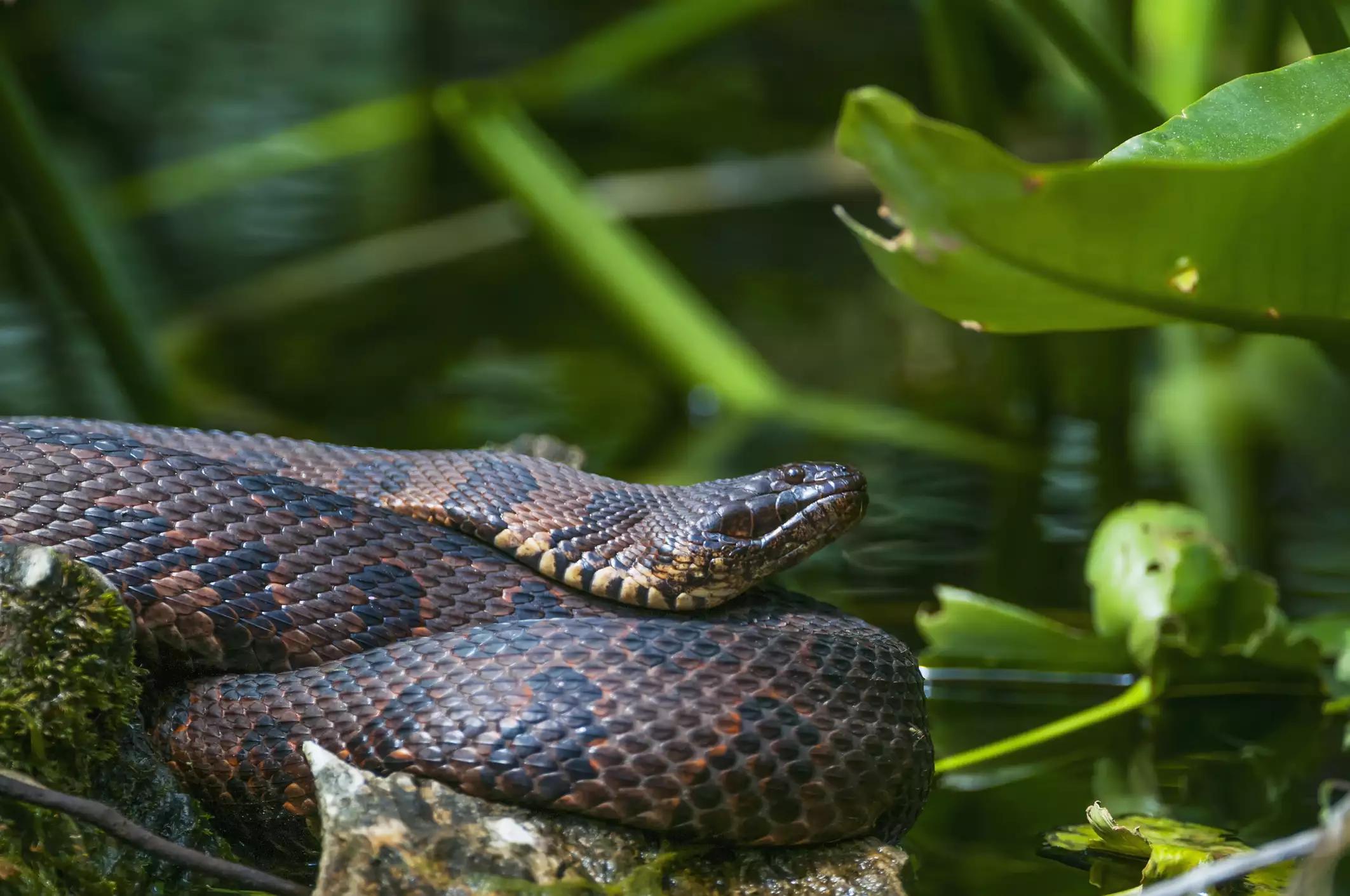 毒蛇有毒吗蛇会咬人吗,有毒毒蛇和没毒蛇如何区别