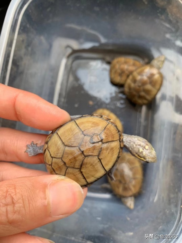 哪种乌龟不容易腐皮腐甲,乌龟腐皮腐甲烂用什么药