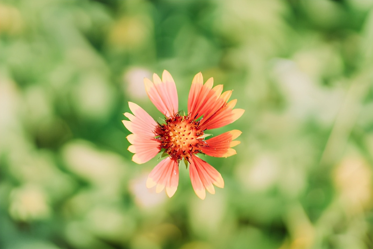 具有主见但是不会强势的星座女,有女强人潜质的星座女