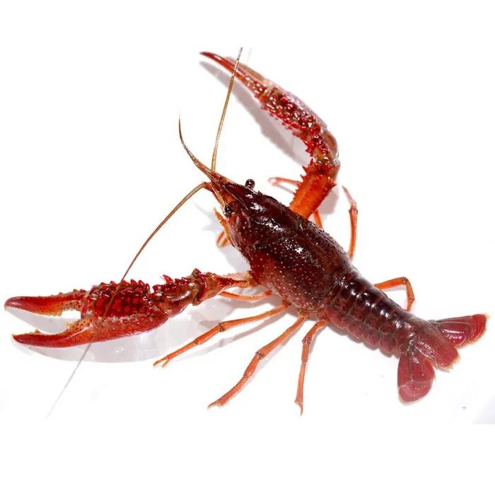 室内养殖十大赚钱项目,养殖最赚钱项目