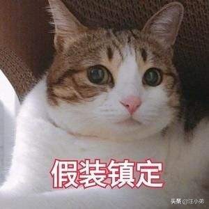 被领养的白猫后续,领养了只5个月大的猫咪