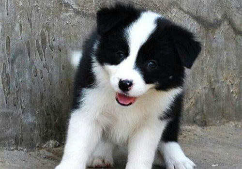 边牧各个阶段的毛发,戈赞狗粮的优缺点