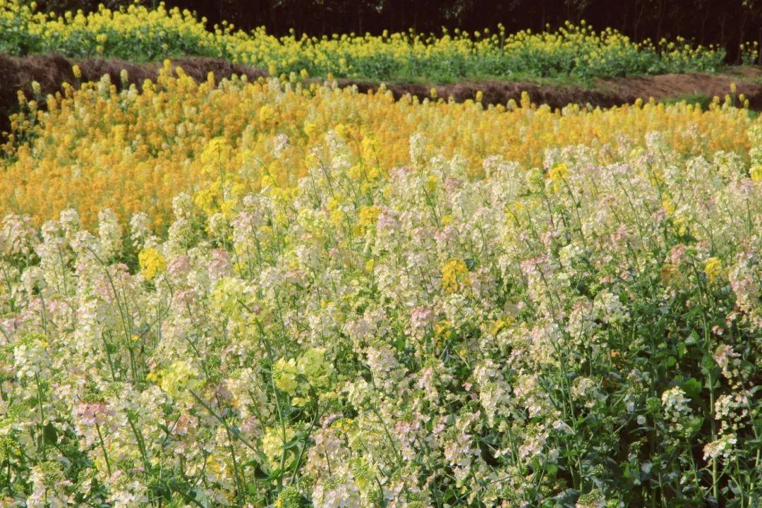 赏春图鉴丨赏花海、品清茶、尝美食...乌当百宜镇这条宝藏春游线路,就等你来打卡啦!