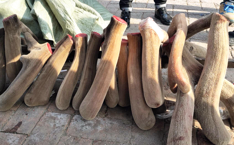 鹿产品集市,鹿乡鹿产品有哪些