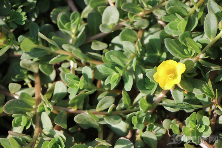 马齿苋被称为长寿菜,越吃越长寿的三种菜马齿苋
