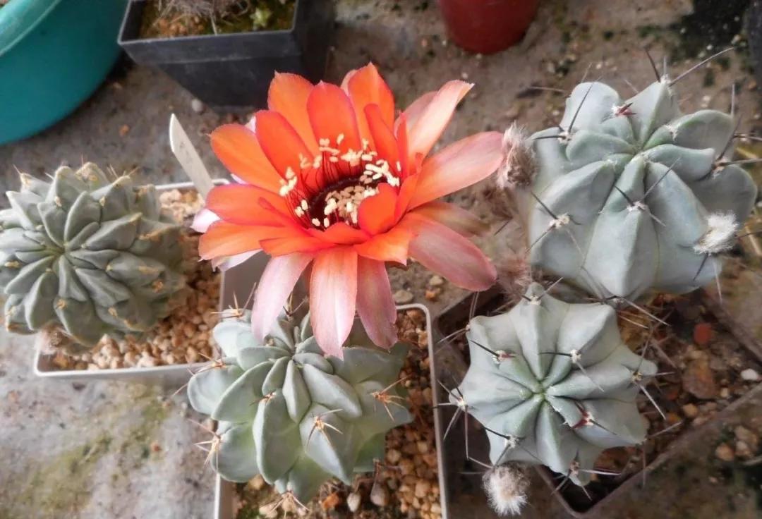 100种仙人球花图片,100种仙人球的品种视频