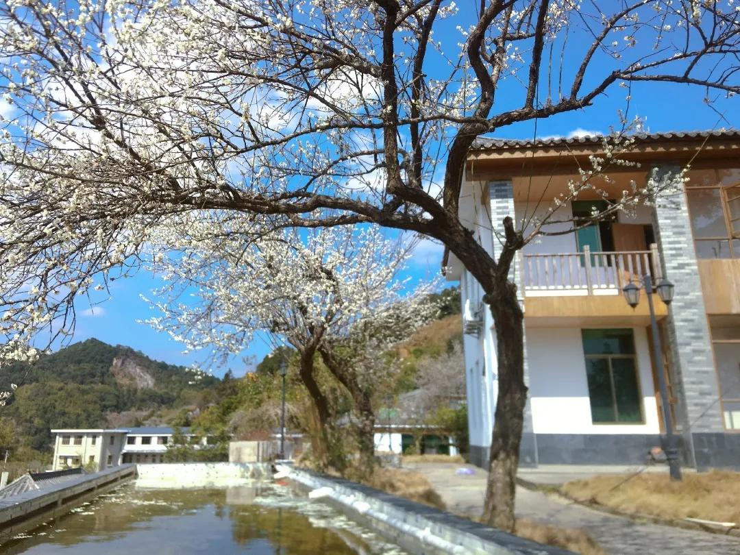 「山水中国」2021年1月｜|才入南湖烟雨路，梅开十里合春云