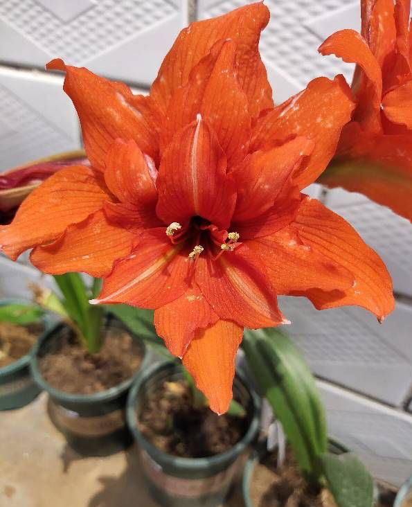 适于阳台种植的花种类,100种适合新手养的花庭院花卉