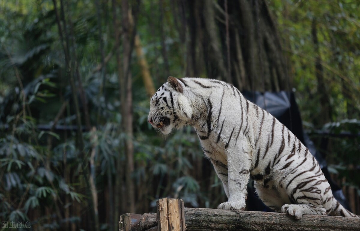 广州长隆有什么野生动物世界,长隆香江酒店长隆野生动物世界店
