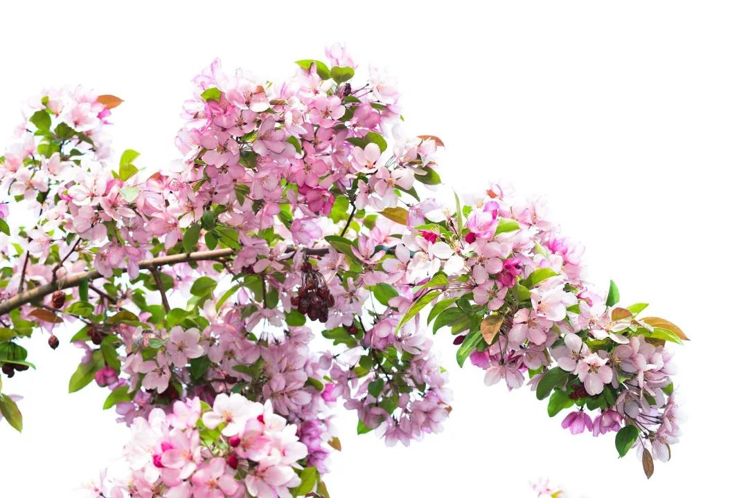 陆游春节的诗,陆游写的关于成都的诗