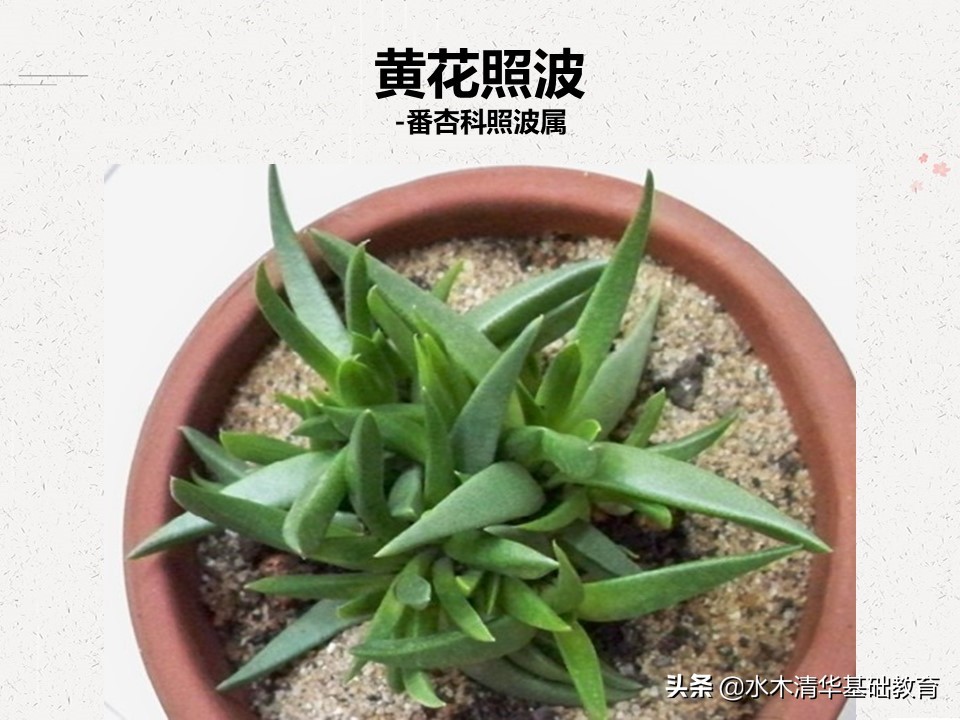 梦幻女王多肉植物百科图谱,原产地多肉植物图谱pdf