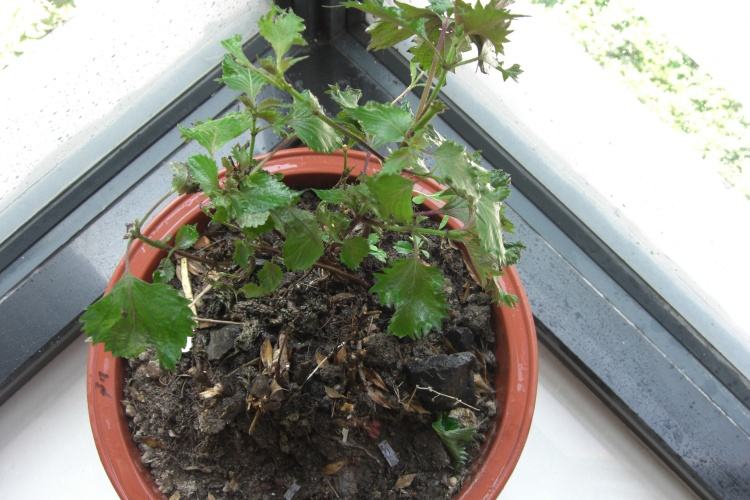 阳台种植紫苏有什么作用,阳台上种的紫苏有虫子怎么办