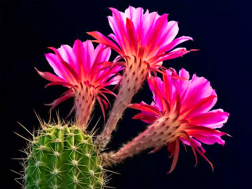 仙人球烂根了怎么处理,仙人球烂根的原因和解决方法