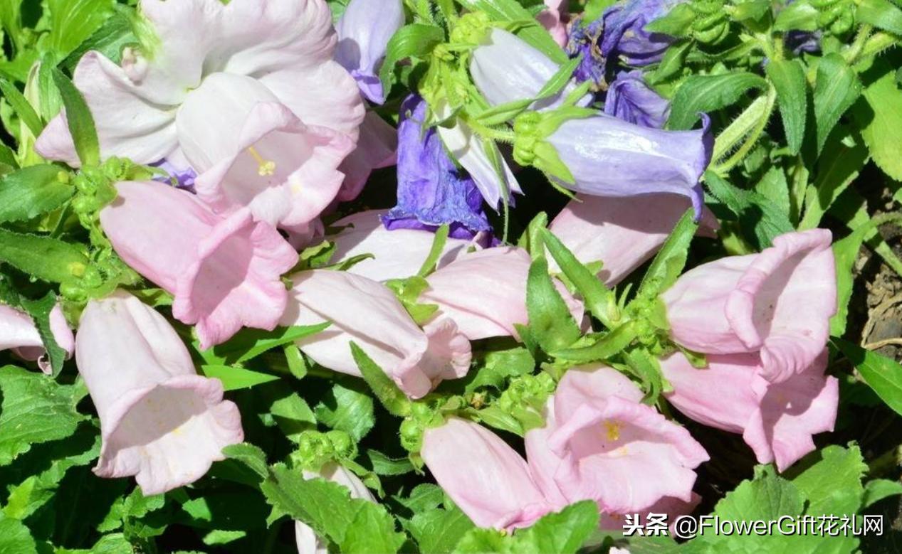 开花风铃草,开花植物金铃铛