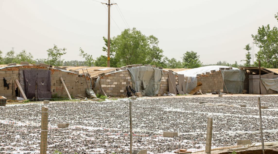 打造黑木耳种植产业促进乡村振兴,丰县乡村振兴规划