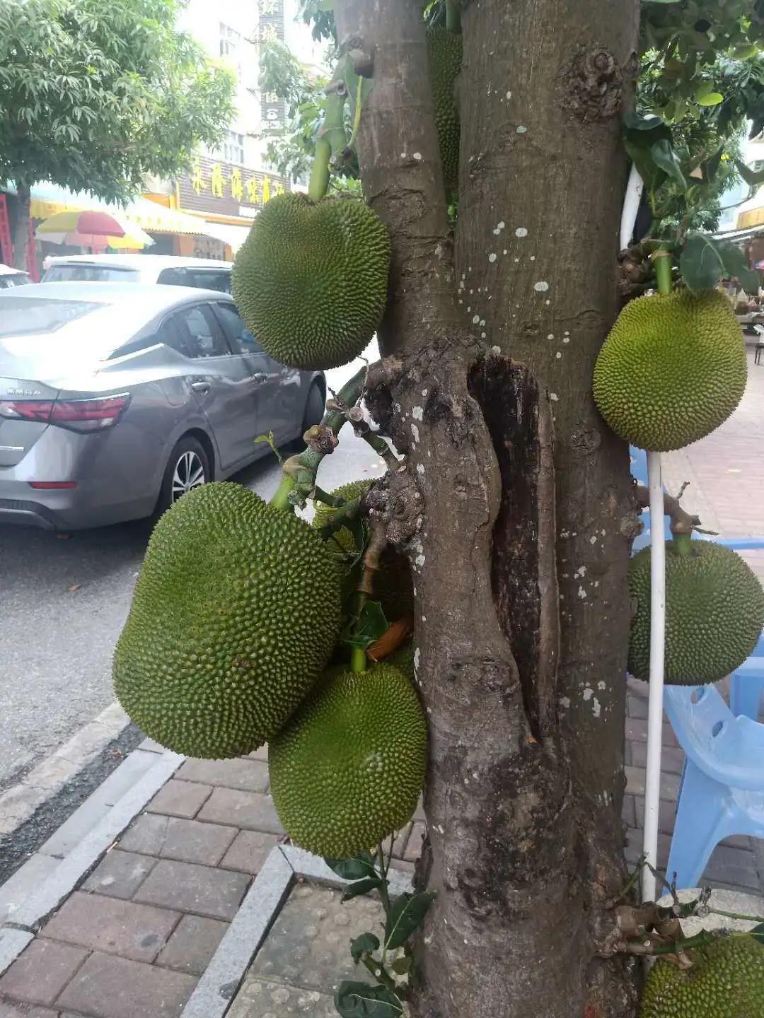 海南离湛江最近的城市,被海南带火了的城市湛江