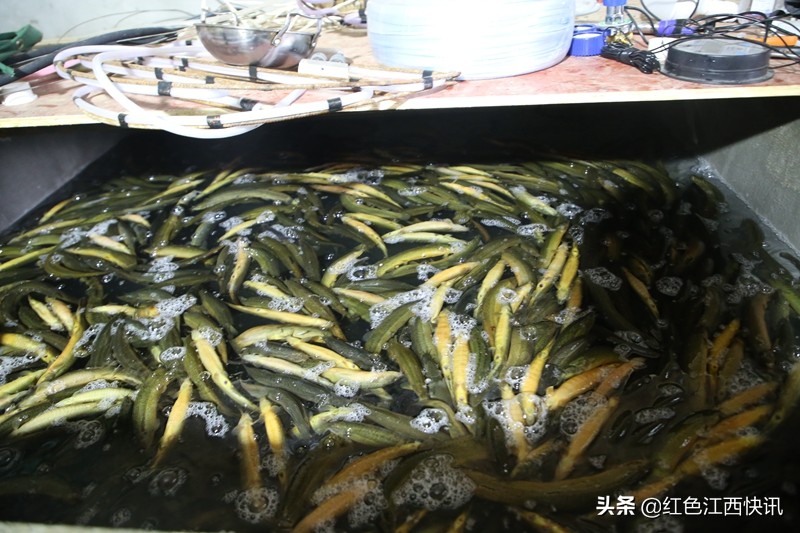 段元星的“泥鳅经”：育苗养殖一条龙脱贫路上“加速度”
