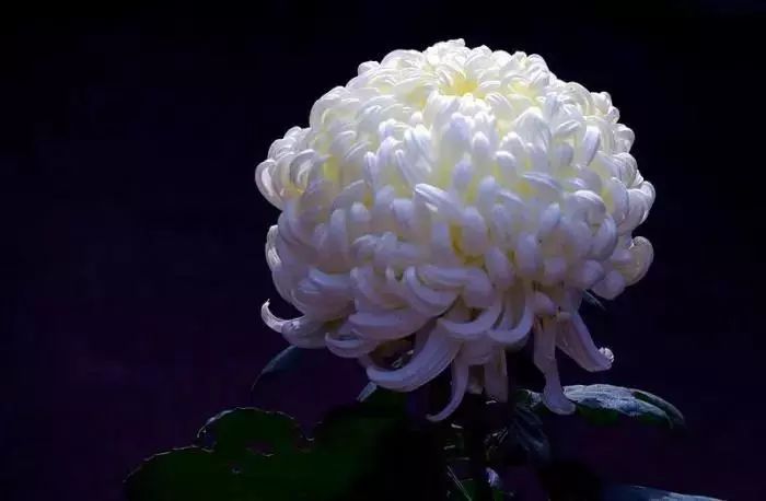 山花野鸟｜园林花语