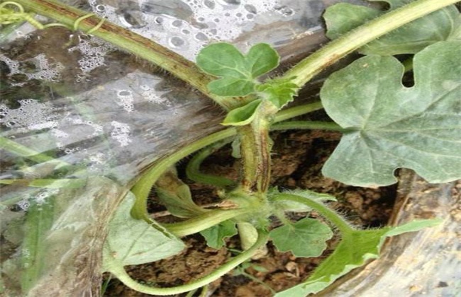 西瓜菌核病最有效的治疗方法,西瓜菌核病图片大全