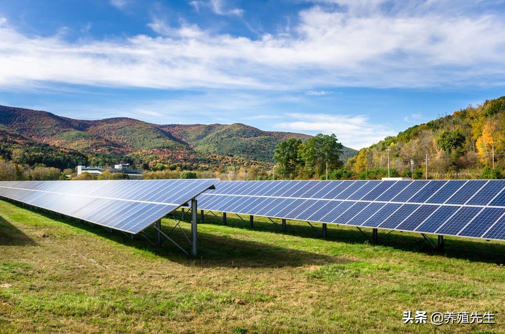 农村养殖最赚钱的项目,2021年农村养殖做什么项目最赚钱