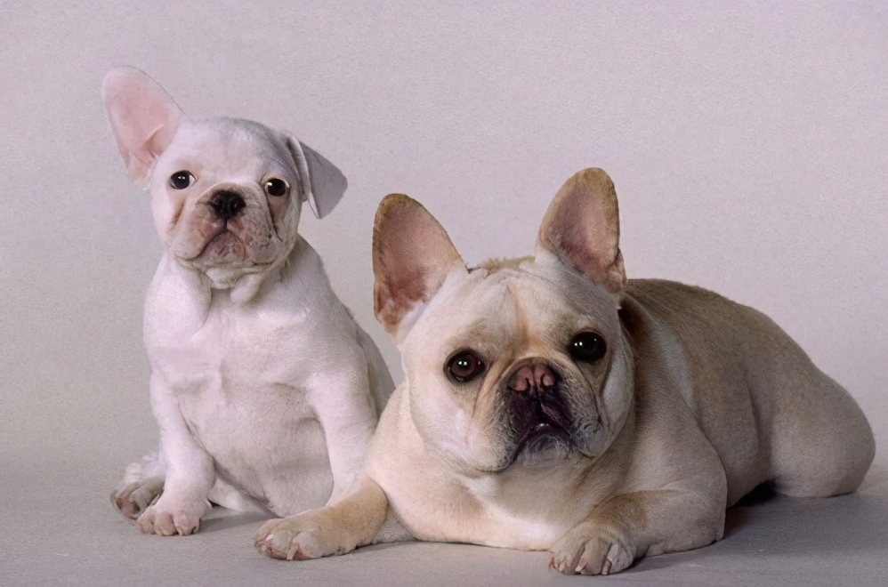 英国斗牛犬和法国斗牛犬哪个好养,法国斗牛犬为什么禁养